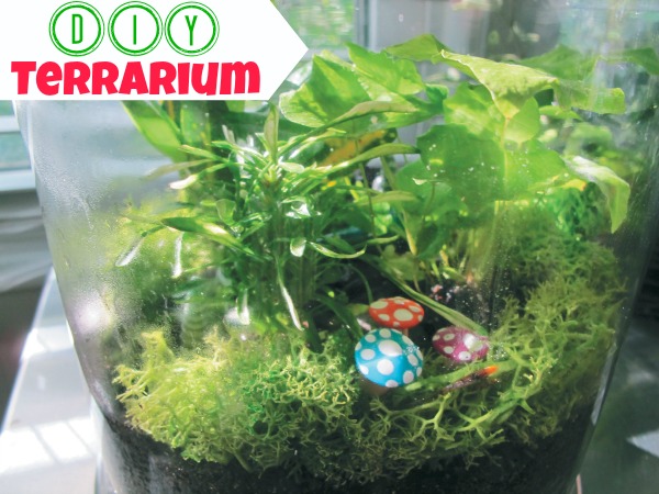 terrarium