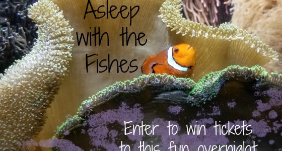 Asleep With The Fishes Overnight At The Shedd Aquarium (Giveaway)