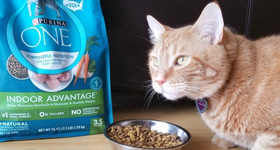 The Purina ONE® 28-Day Challenge